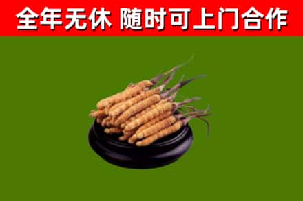 宜丰烟酒回收冬虫夏草.jpg